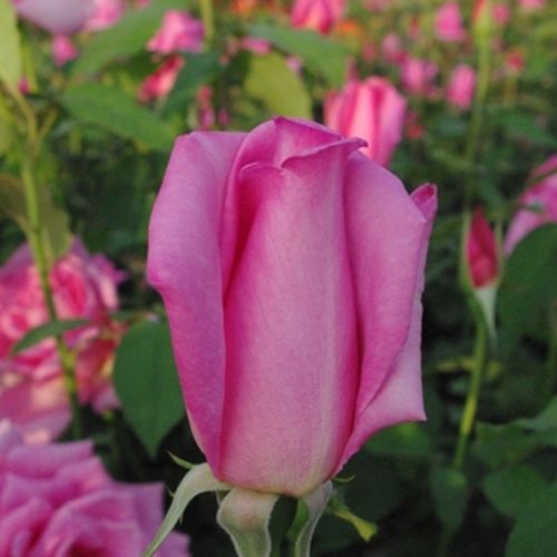 Rosa  Eiffel Tower - růžová - Stromkové růže s květmi čajohybridů - stromková růže s rovnými stonky v koruně